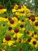 Helenium Tiny Dancer