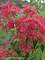 Heptacodium Temple of Bloom Bluestone Perennials