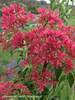 Heptacodium Temple of Bloom