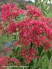 Heptacodium Temple of Bloom