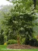 Heptacodium Temple of Bloom