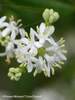 Heptacodium Temple of Bloom