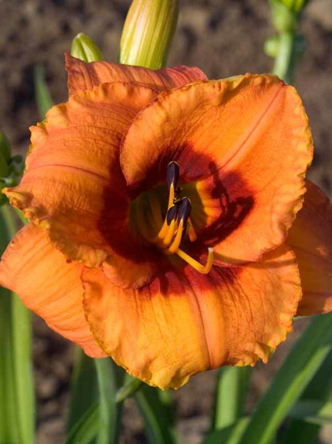 Hemerocallis Bold Tiger