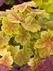 Heuchera Tiramisu