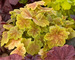 Heuchera Tiramisu