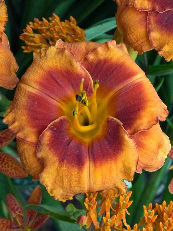 Hemerocallis Tiger Kitten