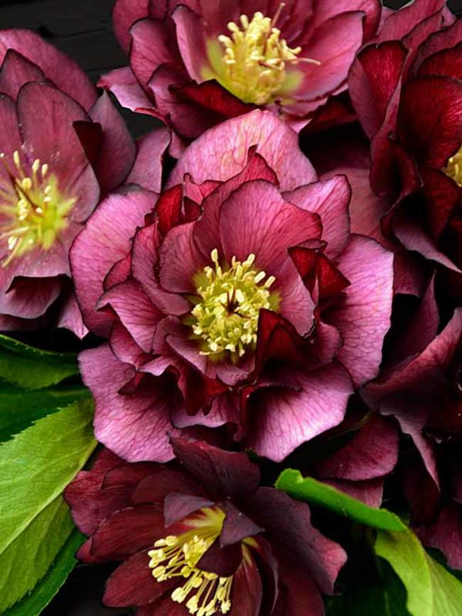 Helleborus True Love