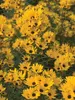 Helianthus Table-Mountain