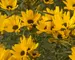 Helianthus Table-Mountain