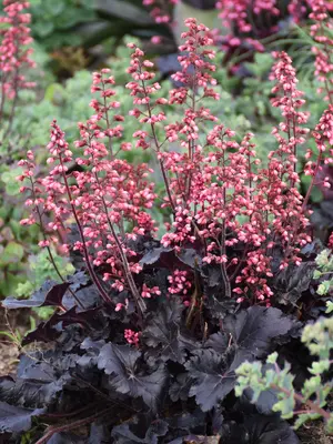Link to Heuchera Timeless Night