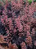 Heuchera Timeless Night