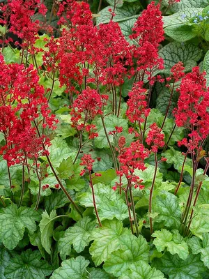 Link to Heuchera Tokyo