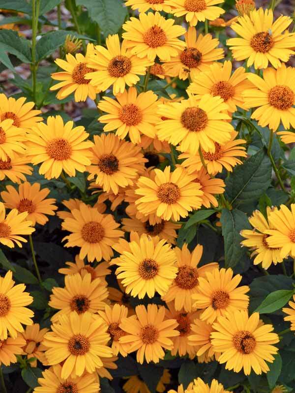 Heliopsis Tuscan Sun