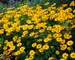 Heliopsis Tuscan Sun