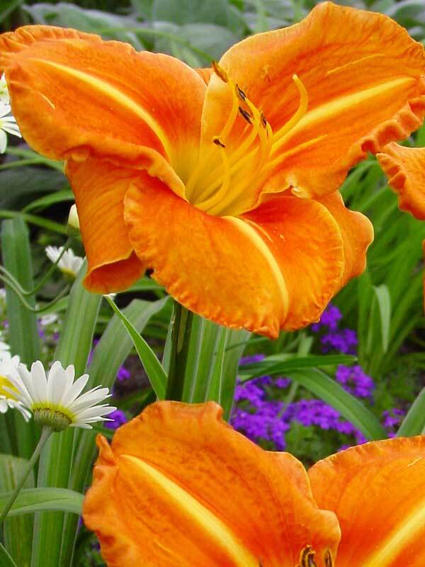 Hemerocallis Tuscawilla Tigress