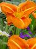 Hemerocallis Tuscawilla Tigress