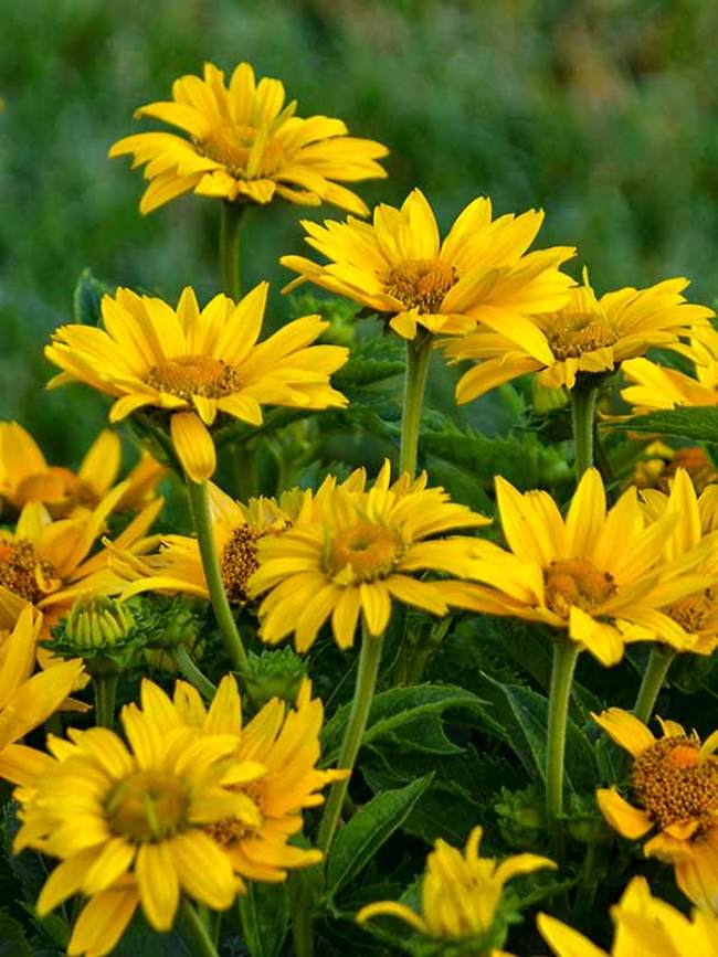 Heliopsis Tuscan Gold