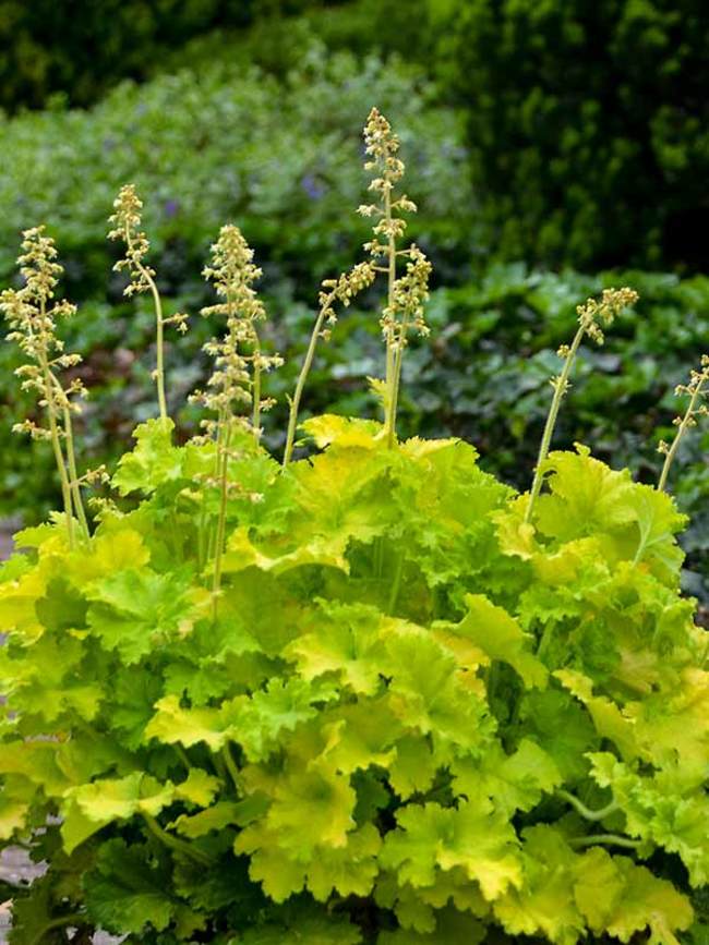 Heuchera Twist of Lime (Coral Bell, Alum Root)