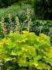 Heuchera Twist of Lime