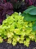 Heuchera Twist of Lime