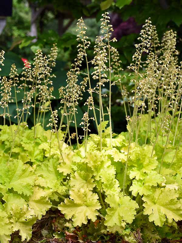 Heuchera Twist of Lime | Bluestone Perennials
