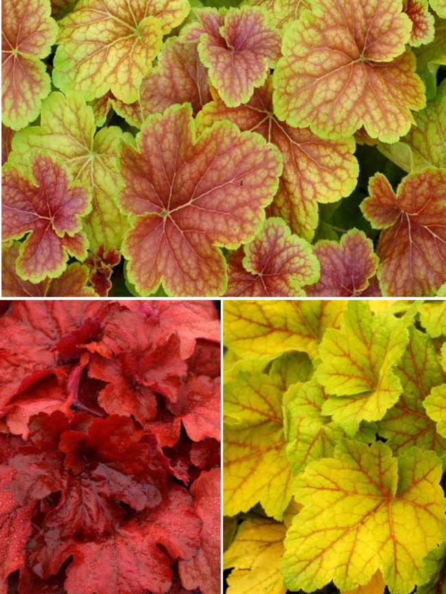 Heuchera Bright Collection