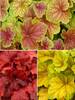 Heuchera Bright Collection