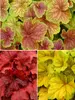Heuchera Bright Collection