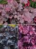 Heuchera Dark Collection