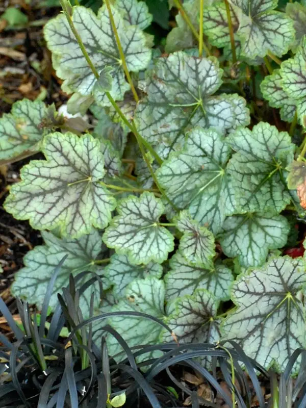 Bluestone Perennials Heuchera Lime Marmalade