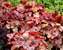 Heuchera Vienna