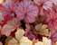 Heuchera Vienna