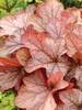 Heuchera Vienna