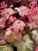 Heuchera Vienna