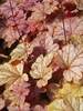 Heuchera Vienna