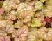 Heuchera Vienna