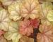 Heuchera Vienna