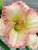 Hemerocallis Frosted Vintage Ruffles