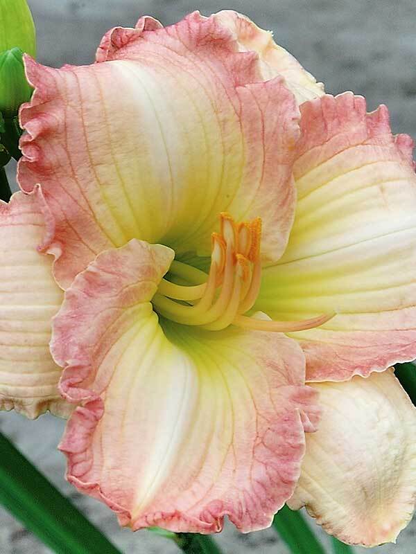 Hemerocallis Frosted Vintage Ruffles