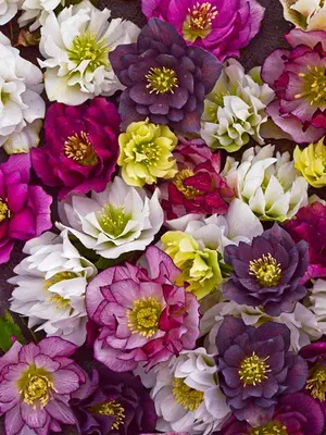 Link to Helleborus Wedding Party Mix