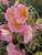 Helianthemum Wisley Pink