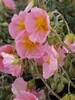 Helianthemum Wisley Pink