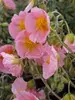 Helianthemum Wisley Pink