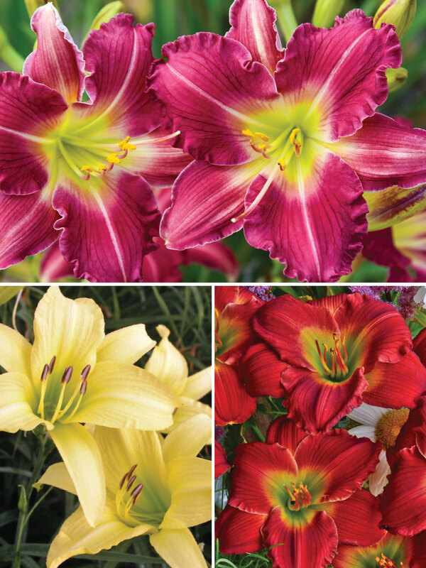 Hemerocallis Bold Colors Collection