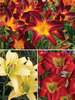 Hemerocallis Bold Colors Collection