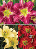 Hemerocallis Bold Colors Collection