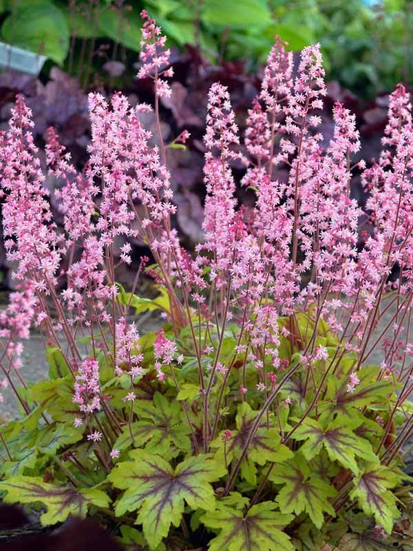 Heucherella Eye Spy