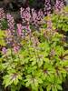 Heucherella Eye Spy