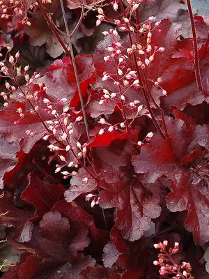 Link to Heuchera Forever&reg; Red