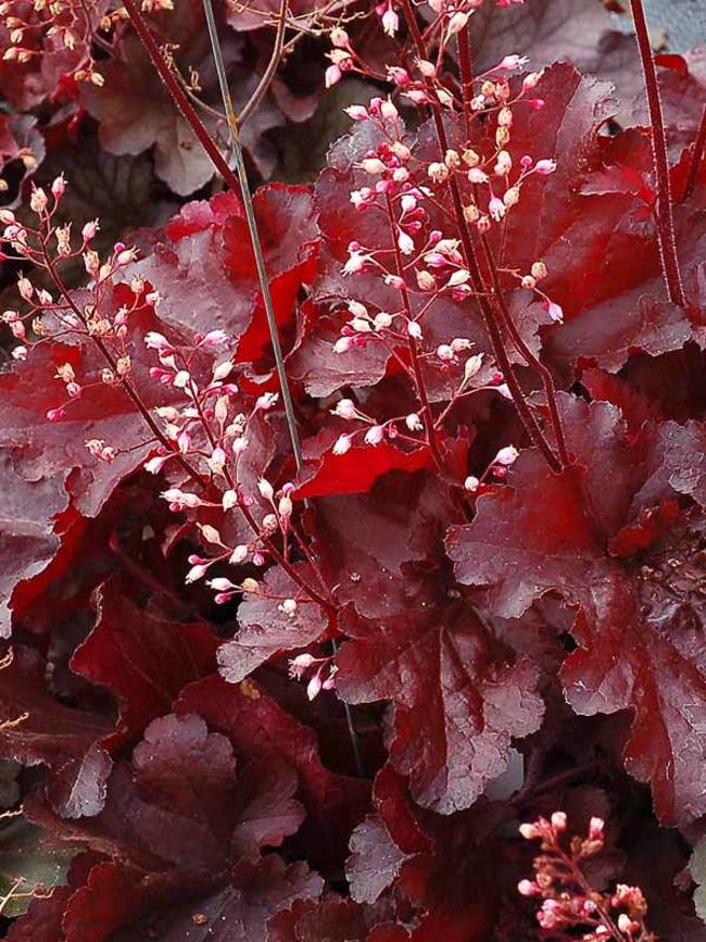 Heuchera Forever Red